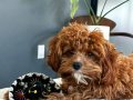 MUHTESEM Cavapoo Yavrulari