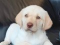 Labrador Retriever Yavruları Sağlık Ve İrk Garantili 