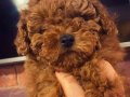 En Sevimli Toy Poodle Yavruları sizleri bekliyor 