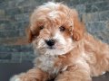 Harika maltipoo yavruları 