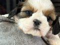 EN SEVİMLİ SHIH TZU YAVRULARI 