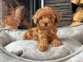 Red Brown Poodle Yavrularımız 