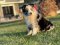 Enfes Blue Merle Border Collie Yavrulari 