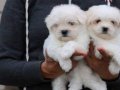 Enfes Guzellikte Maltese Terrier Yavrulari 
