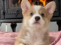 Birinci Sinif Welsh Corgi Yavruları 