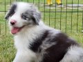 Safkan Ust Kalite Border Colli Blue Merle 