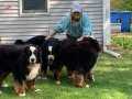 BERNESE MOUNTAİN DOG YAVRULARI İSTANBUL 