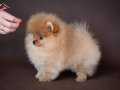 En Özel Pomeranian Boo Yavruları 
