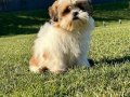 Enfes Shihtzu Bebeklerimiz 