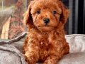 Birinci Sinif Üst Kalite Toy Poodle Bebeklerimiz 