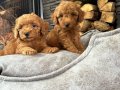 Mini Boy Toy Poodle Yavrusu