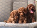 Birinci Sınıf Toy Poodle Bebeklerimiz 