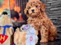 FCI FEDERASYON KAYITLI RED BROWN POODLE BEBEKLERİMİZ