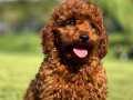 MUHTEŞEM BİR POODLE İSTEYENLERE EN DOĞRU ADRES