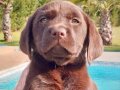 LABRADOR RETRIEVER AVRUPA ŞAMPİYONUN YAVRUSU