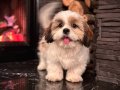 İSTANBUL’da HARİKA SHIH-TZU BEBEKLERİMİZ