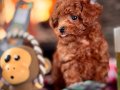 BİZİ ARAMADAN KARAR VERMEYİN. TOY POODLE BEBEKLERİMİZ