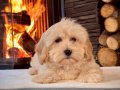 MUHTEŞEM KALİTE MALTİPOO BEBEKLER