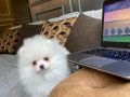 Türkiyenin En Güzel Pomeranian Boo Yavruları 