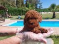 Türkiyenin en güzel RED BROWN TOY POODLE YAVRULARI 