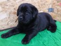 Turkiyenin en özel köpek çiftliğinden LABRADOR RETRIEVER 