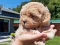 EN SEVIMLI MALTİPOO YAVRULARI SİZLERE BEKLİYOR 