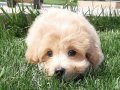 MALTİPOO BEBEKLERİ YENİ YUVALARINA GİTMEYE HAZIR 