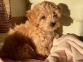 Maltipoo Yavruları sağlıklı ve ırk garantili 