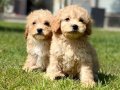 Yok Böylesı Maltipoo Yavruları 