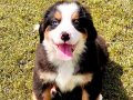 Türkiyenin en özel BERNESE MOUNTAİN DOG yavruları 