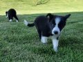 Türkiyenin en özel border Collie yavruları 