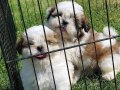 EN SEVİMLİ SHIH TZU YAVRULARİ İSTANBUL 