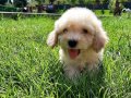 EN SEVİMLİ MALTİPOO BEBEKLERİ SİZLERİ BEKLİYOR 