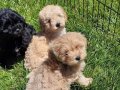 Bebek yüzlü maltipoo yavruları 