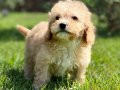 SAĞLIK VE IRK GARANTİLİ MALTİPOO YAVRULARİ 