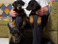 MUHTEŞEM DOBERMAN YAVRULARI 