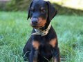 SECERELİ ÖZEL DOBERMAN YAVRULARI SİZLERİ BEKLİYOR 