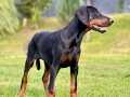 Türkiyenin en özel DOBERMAN YAVRULARI yavruları sizleri bekl
