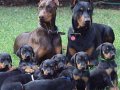 SECERELİ DOBERMAN YAVRULARI 
