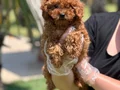POODLE ÇİFLİĞİNDEN RED BROWN YAVRULAR 