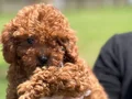 POODLE ÇİFLİĞİNDEN RED BROWN YAVRULAR 