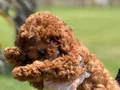POODLE ÇİFLİĞİNDEN RED BROWN YAVRULAR 