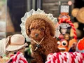 POODLE ÇİFLİĞİNDEN RED BROWN YAVRULAR 