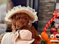 POODLE ÇİFLİĞİNDEN RED BROWN YAVRULAR 