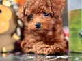 POODLE ÇİFLİĞİNDEN RED BROWN YAVRULAR 