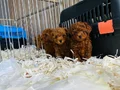 POODLE ÇİFLİĞİNDEN RED BROWN YAVRULAR 