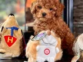 POODLE ÇİFLİĞİNDEN RED BROWN YAVRULAR 