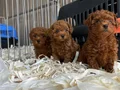 POODLE ÇİFLİĞİNDEN RED BROWN YAVRULAR 