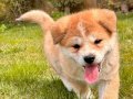 JAPON AKİTA INU YAVRULARİ İSTANBUL 