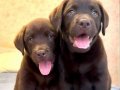 TÜRKİYENİN EN ÖZEL LABRADOR YAVRULARI SİZLERİ BEKLİYOR 